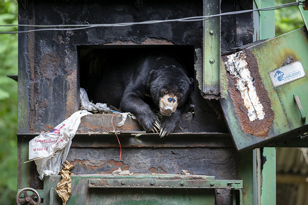 Photographe animalier de l'année Nuveen People's Choice Award 2026 - Into the Furnace de Mogens Trolle (Danemark) : Un ours malais s'abrite de la pluie dans une fournaise tandis qu'un papillon se pose sur son museau. Photographe animalier de l'année Nuveen People's Choice Award 2026 - Into the Furnace de Mogens Trolle (Danemark) : Un ours malais s'abrite de la pluie dans une fournaise tandis qu'un papillon se pose sur son museau.