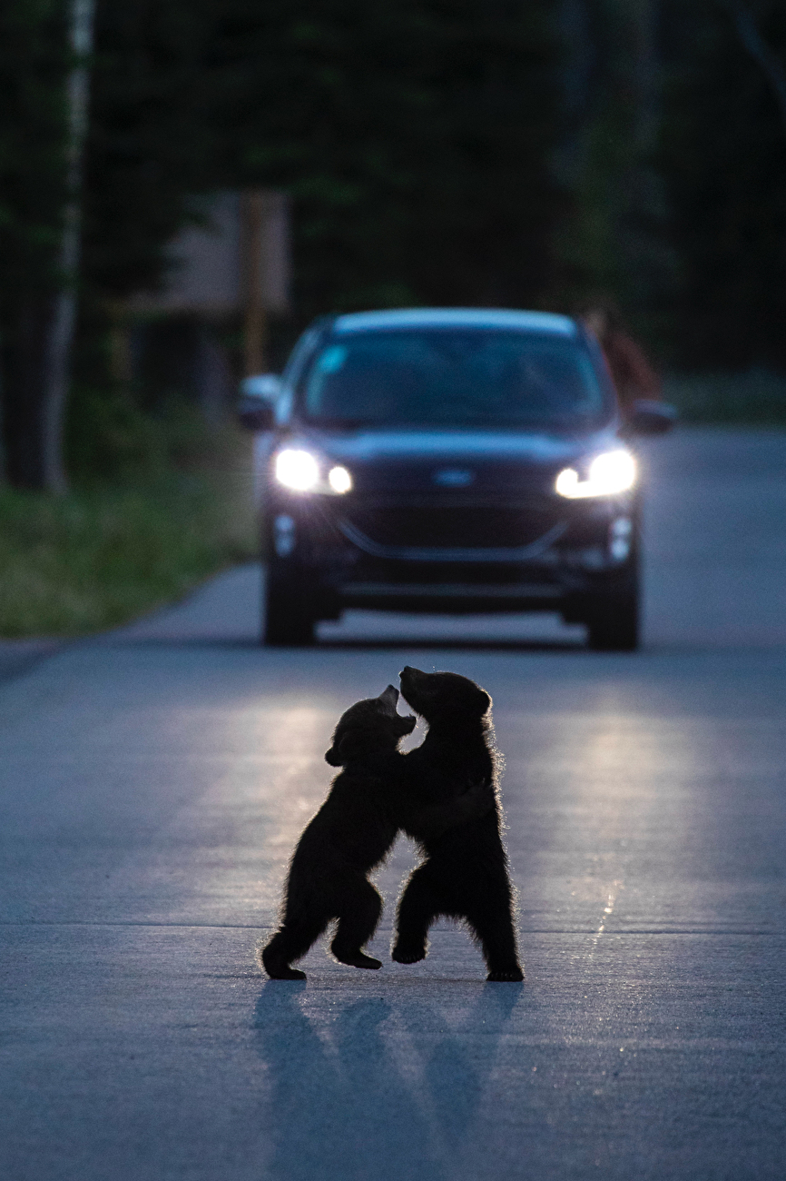 Photographe animalier de l'année Nuveen People's Choice Award 2026 - Danser dans les phares par Will Nicholls (Royaume-Uni) : une silhouette de deux jeunes oursons se cabre et joue à se battre au milieu d'une route calme. Photographe animalier de l'année Nuveen People's Choice Award 2026 - Danser dans les phares par Will Nicholls (Royaume-Uni) : une silhouette de deux jeunes oursons se cabre et joue à se battre au milieu d'une route calme.