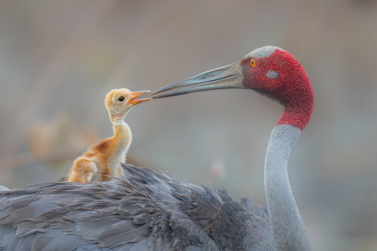 Photographe animalier de l'année Nuveen People's Choice Award 2026 - Bec-to-Beak par Ponlawat Thaipinnarong (Thaïlande) : Un parent de grue sarus partage un moment intime et émouvant avec son poussin d'une semaine. Photographe animalier de l'année Nuveen People's Choice Award 2026 - Bec-to-Beak par Ponlawat Thaipinnarong (Thaïlande) : Un parent de grue sarus partage un moment intime et émouvant avec son poussin d'une semaine.