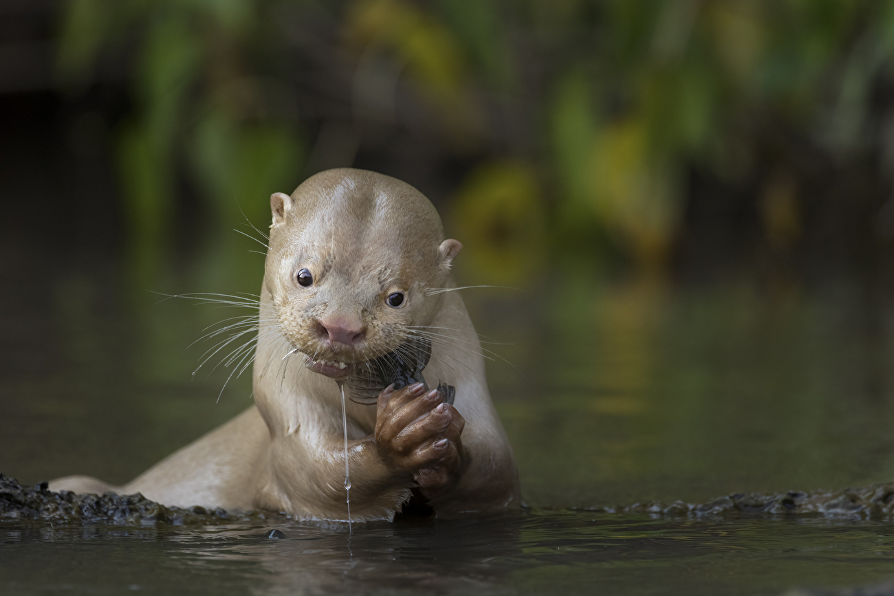 Photographe animalier de l'année Nuveen People's Choice Award 2026 - Unicité par Daniela Anger (Allemagne) : Une loutre leucistique se nourrit d'un poisson-chat dans le Mato Grosso do Sul, Brésil. Unique Photographe animalier de l'année Nuveen People's Choice Award 2026 - Unicité par Daniela Anger (Allemagne) : Une loutre leucistique se nourrit d'un poisson-chat dans le Mato Grosso do Sul, Brésil. Unique