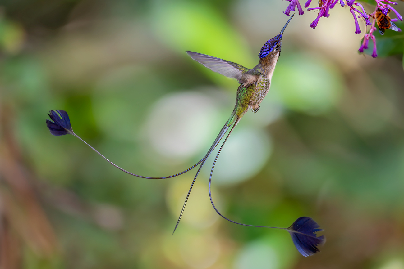 Photographe animalier de l'année Nuveen People's Choice Award 2026 - Marvelous Spatuletail par Dustin Chen (Royaume-Uni) : Un merveilleux colibri mâle à spatuletail montre sa longue queue pendant qu'il se nourrit de fleurs. Photographe animalier de l'année Nuveen People's Choice Award 2026 - Marvelous Spatuletail par Dustin Chen (Royaume-Uni) : Un merveilleux colibri mâle à spatuletail montre sa longue queue pendant qu'il se nourrit de fleurs.