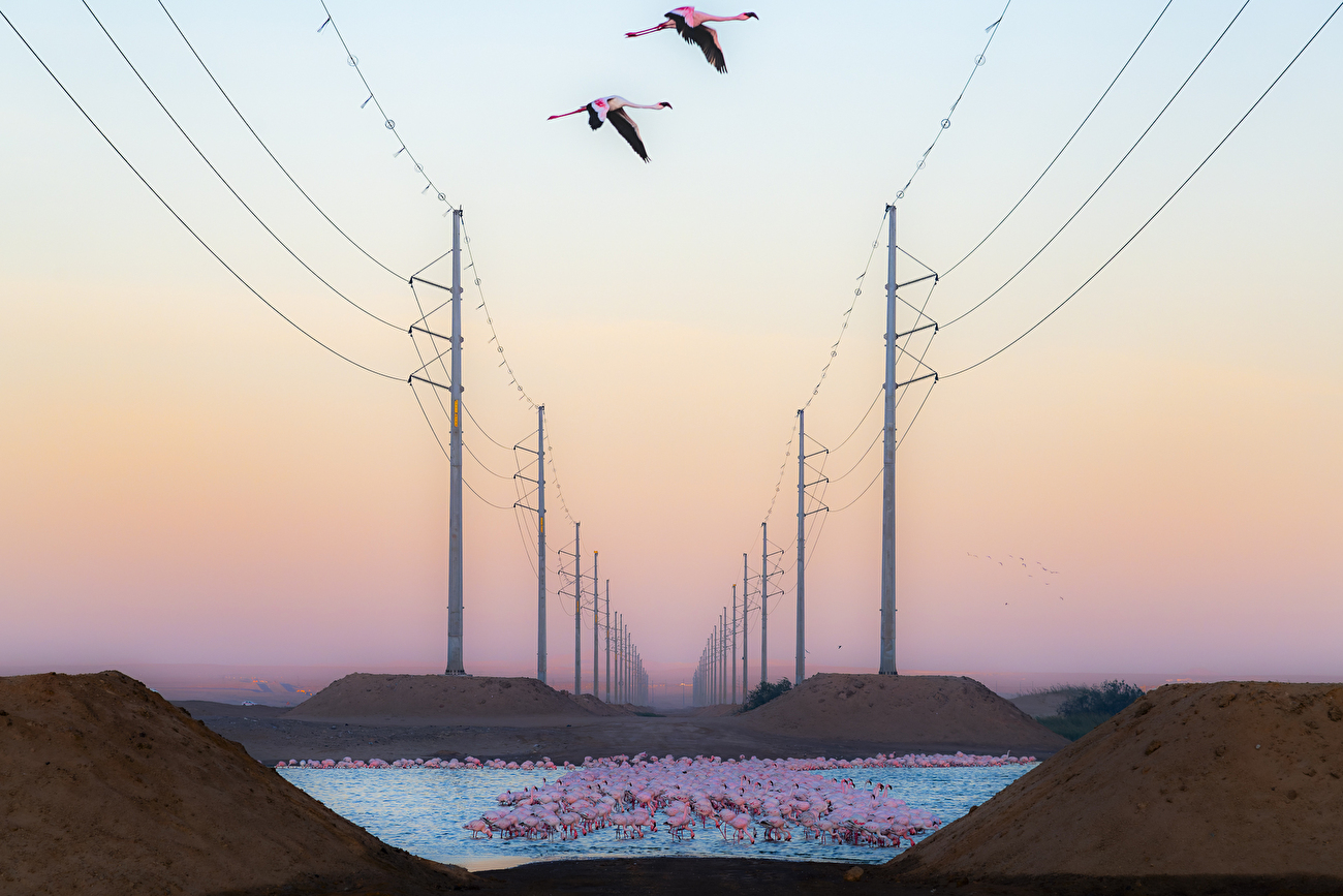 Photographe animalier de l'année Nuveen People's Choice Award 2026 - La Belle contre la Bête par Alexandre Brisson (Suisse) : Un groupe de flamants roses se détache sur un fond industriel austère de lignes électriques. Photographe animalier de l'année Nuveen People's Choice Award 2026 - La Belle contre la Bête par Alexandre Brisson (Suisse) : Un groupe de flamants roses se détache sur un fond industriel austère de lignes électriques.
