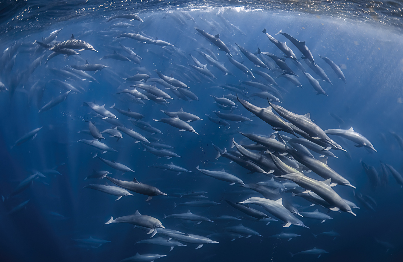 Photographe animalier de l'année Nuveen People's Choice Award 2026 - Swirling Superpod par Cécile Gabillon (France) : Un superpod spectaculaire de dauphins à long bec dirigeant des troupeaux de poissons-lanternes vers la surface de l'océan. Photographe animalier de l'année Nuveen People's Choice Award 2026 - Swirling Superpod par Cécile Gabillon (France) : Un superpod spectaculaire de dauphins à long bec dirigeant des troupeaux de poissons-lanternes vers la surface de l'océan.
