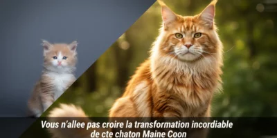 Vous n’allez pas croire la transformation incroyable de ce chaton Maine Coon