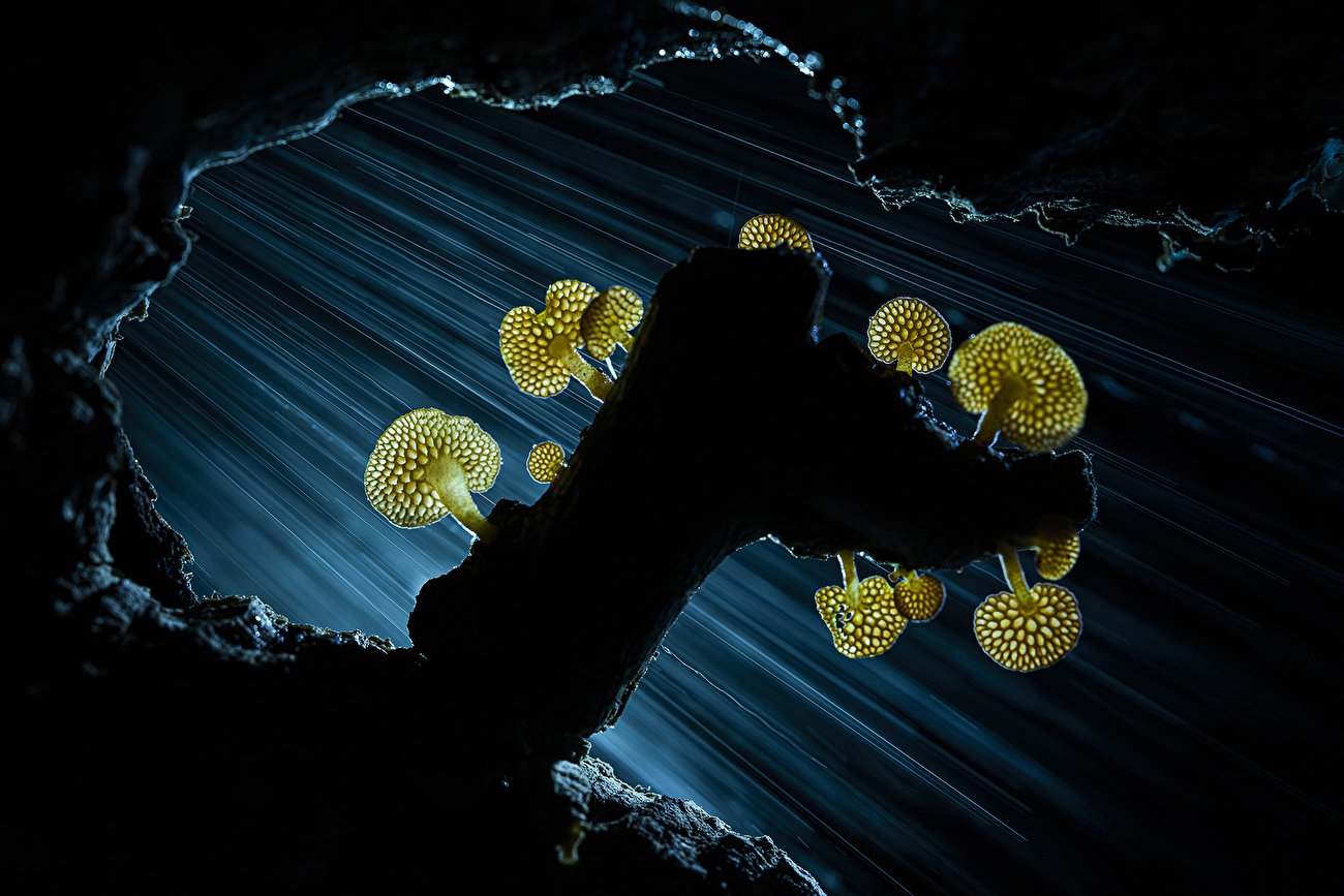 Concours photo commémoratif María Luisa - José Luis Gigirey González - Trasnparencias Otonales, Concours photo commémoratif María Luisa