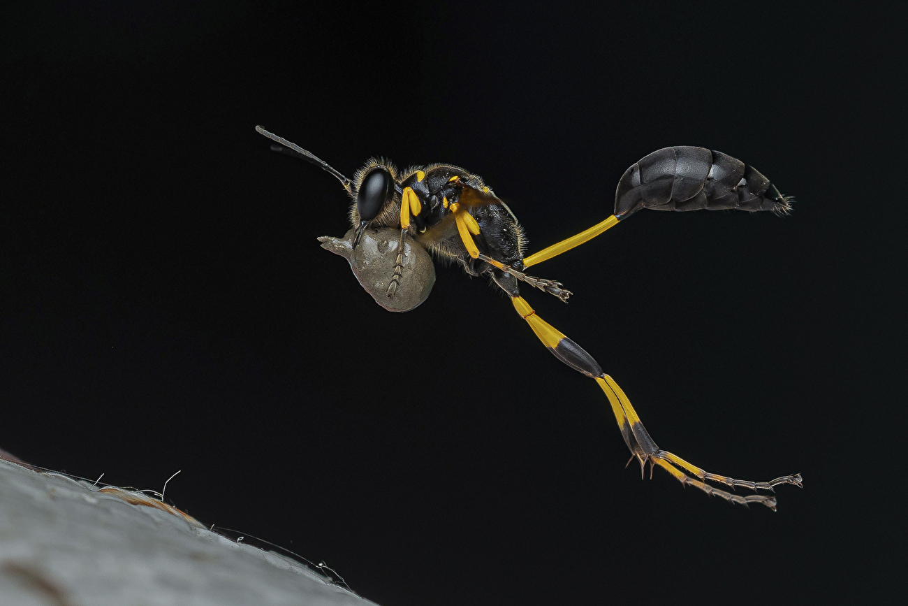 Concours photo commémoratif María Luisa - Bidyut Kalita - L'ingénieur volant, Concours photo commémoratif María Luisa