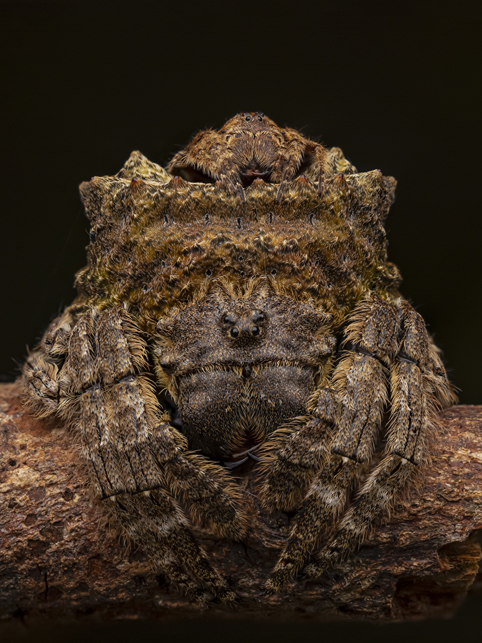 Photographe animalier de l'année Nuveen People's Choice Award 2026 - Camouflage en couple par Artur Tomaszek (Pologne) : Un petit mâle est assis sur l'abdomen d'une araignée d'écorce à tête large bien camouflée, attendant qu'elle mue et soit prête à s'accoupler. Photographe animalier de l'année Nuveen People's Choice Award 2026 - Camouflage en couple par Artur Tomaszek (Pologne) : Un petit mâle est assis sur l'abdomen d'une araignée d'écorce à tête large bien camouflée, attendant qu'elle mue et soit prête à s'accoupler.