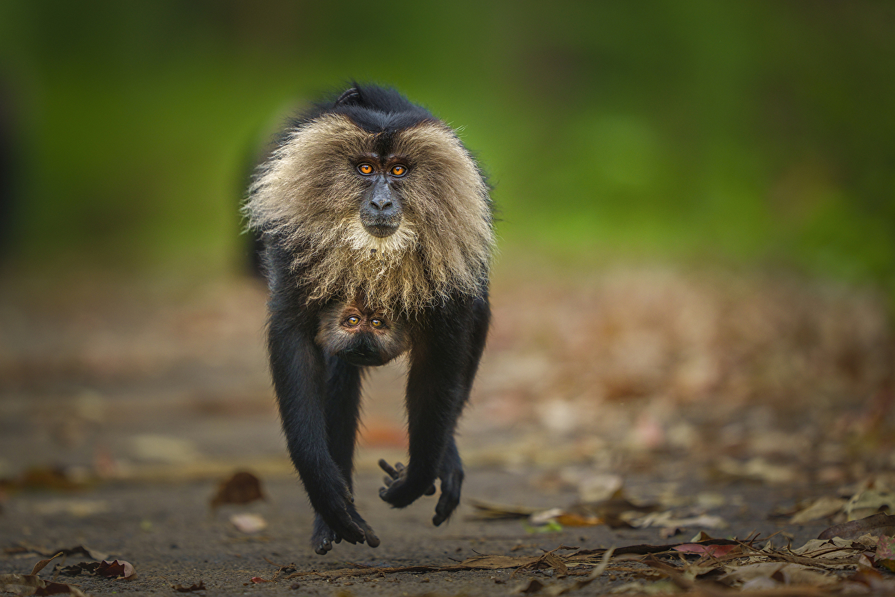 Photographe animalier de l'année Nuveen People's Choice Award 2026 - Bond in Motion de Lalith Ekanayake (Sri Lanka) : Les yeux saisissants d'un curieux macaque à queue de lion et de son bébé sont exposés alors qu'ils courent le long d'un chemin. Photographe animalier de l'année Nuveen People's Choice Award 2026 - Bond in Motion de Lalith Ekanayake (Sri Lanka) : Les yeux saisissants d'un curieux macaque à queue de lion et de son bébé sont exposés alors qu'ils courent le long d'un chemin.