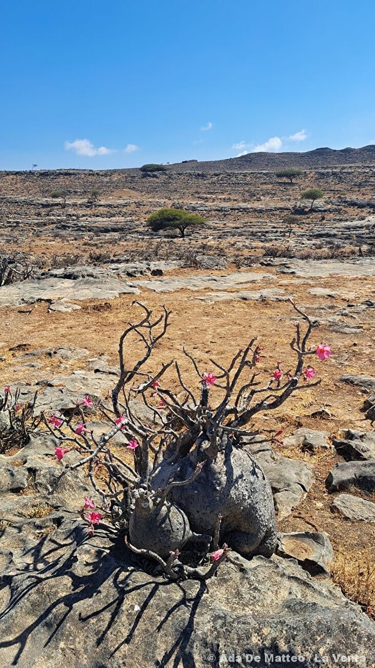 Grotte de Qanaf, Oman, La Venta - La Venta explorant la grotte de Qanaf, Jabal Samḥān, Oman, février 2026