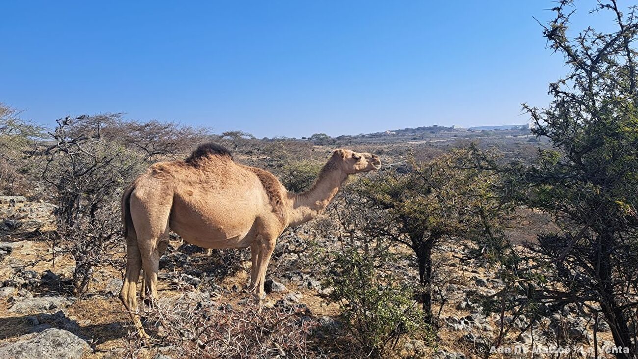 Grotte de Qanaf, Oman, La Venta - La Venta explorant la grotte de Qanaf, Jabal Samḥān, Oman, février 2026